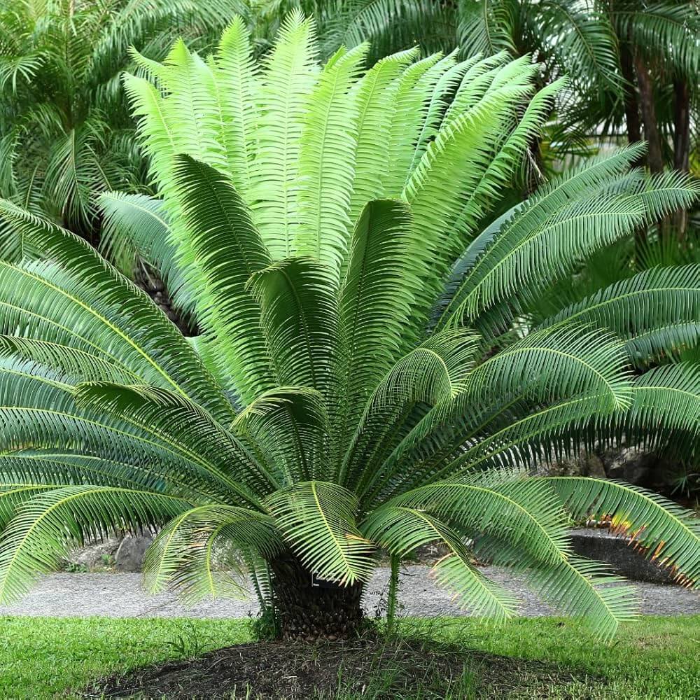 Dwarf Sago Palm plant