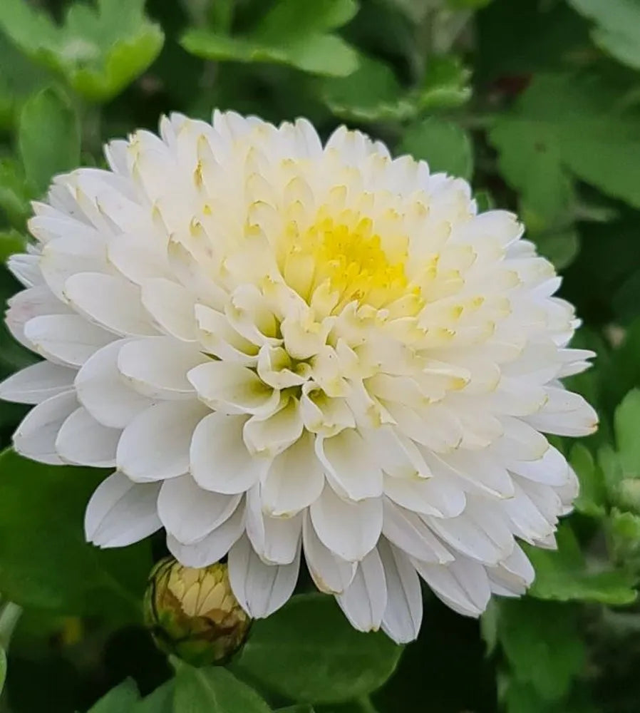 Chrysanthemum White flower seeds