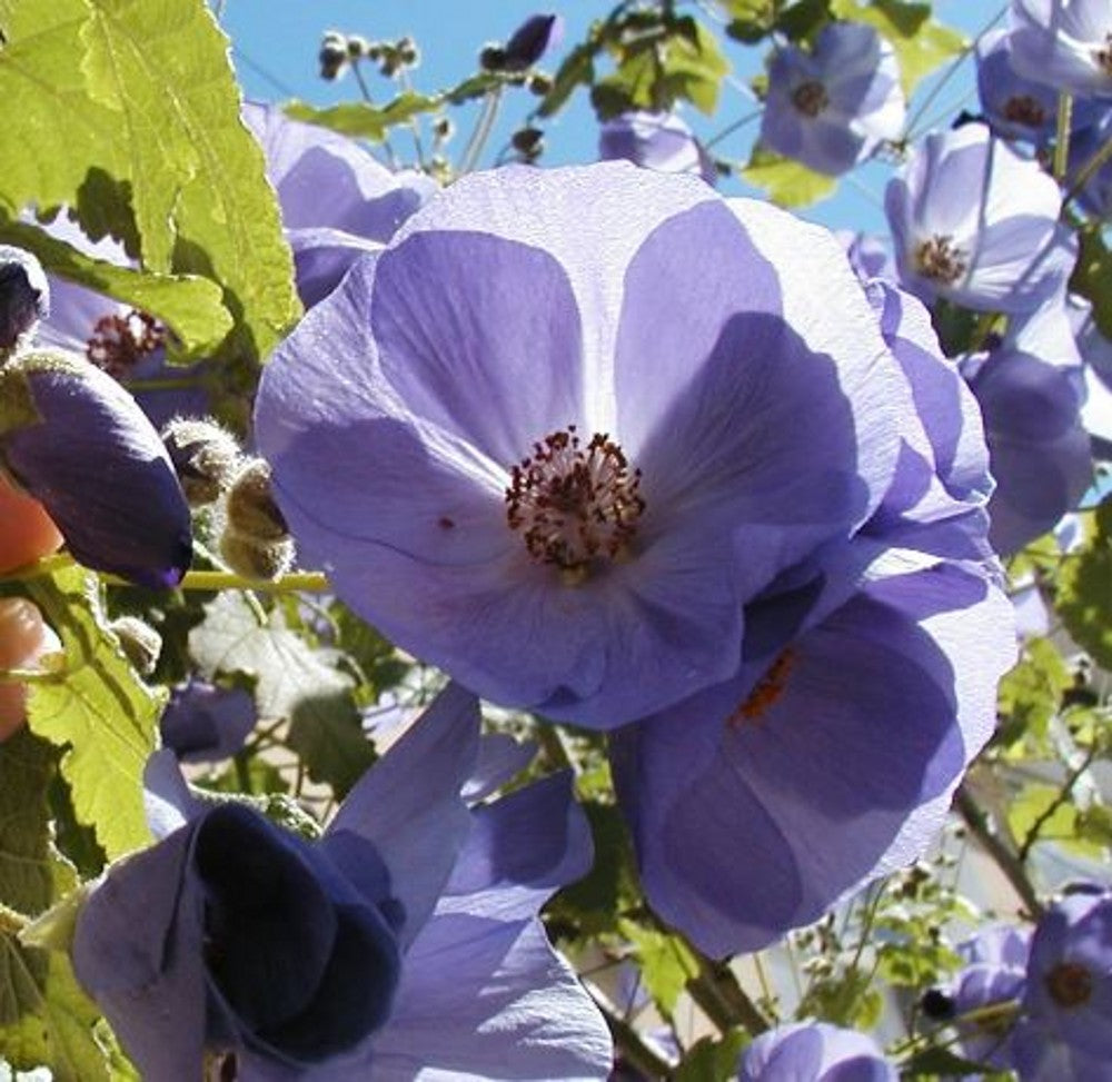 Violet Abutilon flower seeds