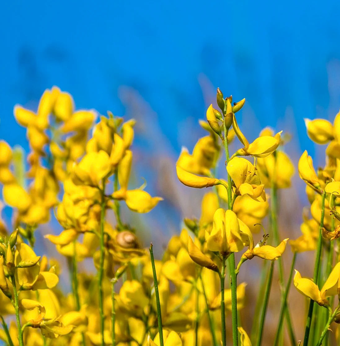 Spartium flower seeds
