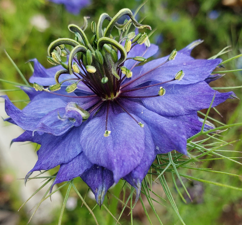 Nigella Hispanica flower seeds