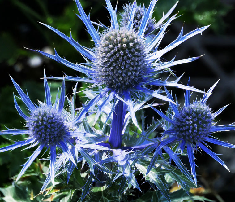 Eryngium Planum flower seeds