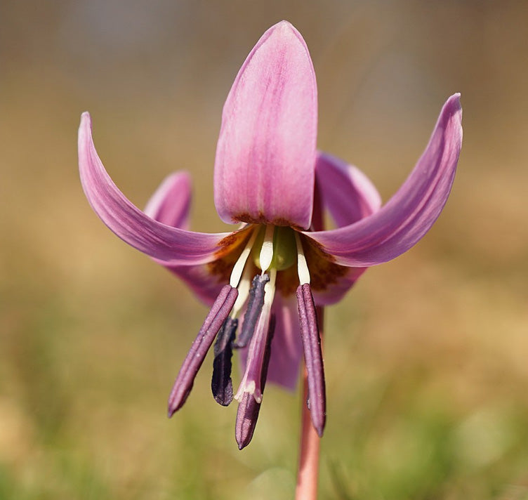 Violet Toothwort Flower Seeds for Planting – Heirloom Non-GMO Garden Seeds