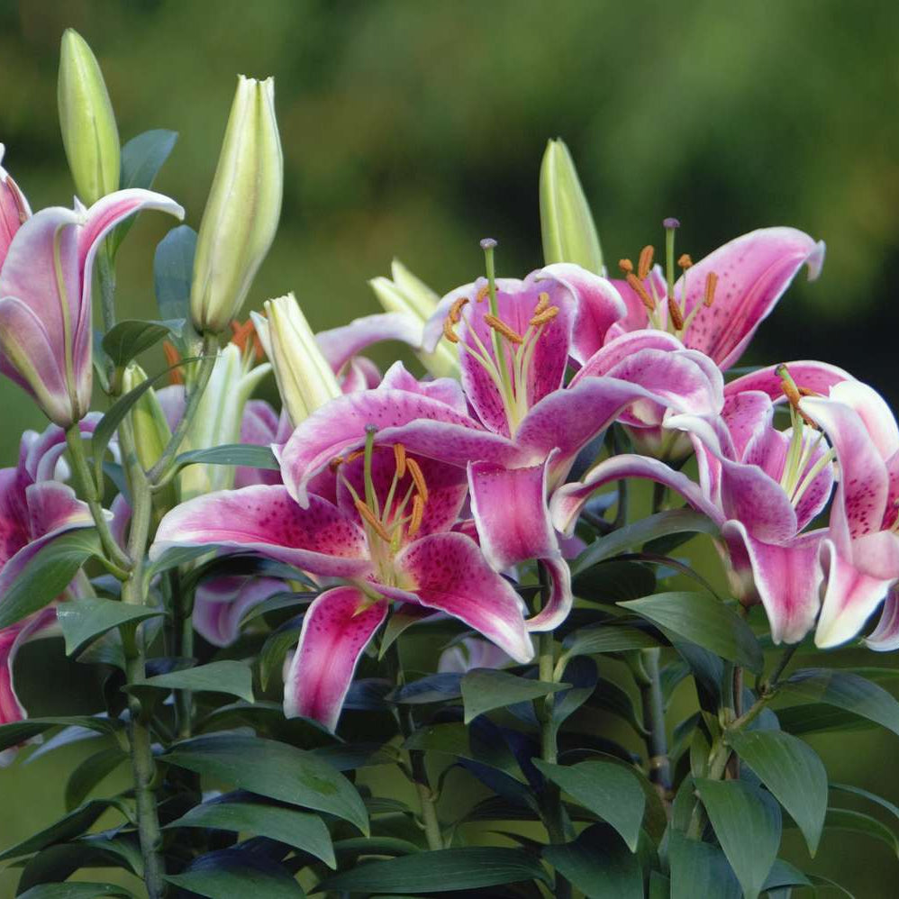 Easter Lily Vine plant