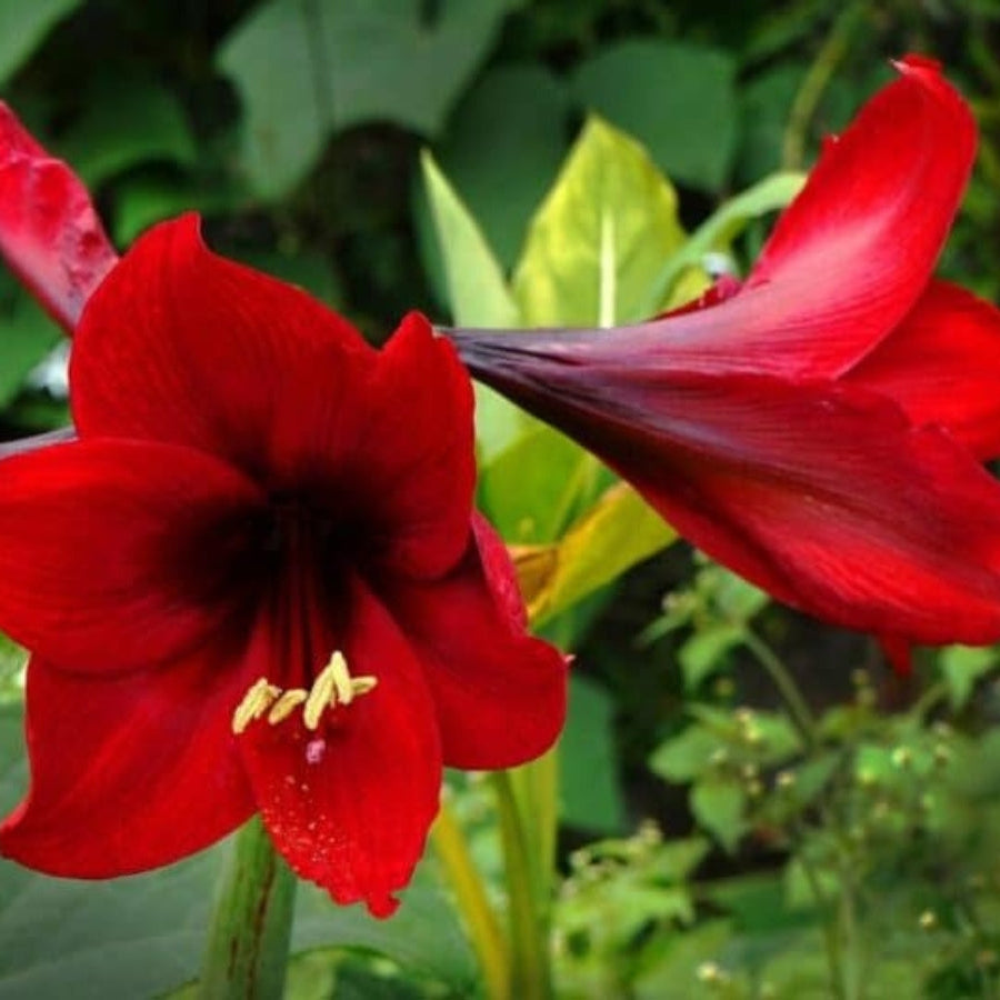 Easter Lily Vine plant
