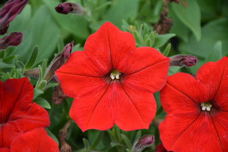 Red Petunia flower seeds