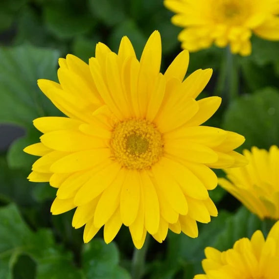 Light Yellow flower seeds