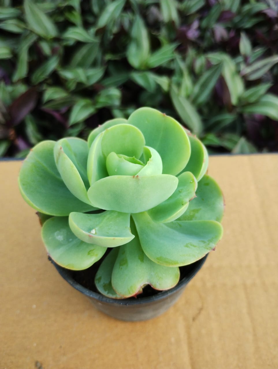 Graines de succulente Echeveria Pallida verte à planter – Succulente en rosette rare