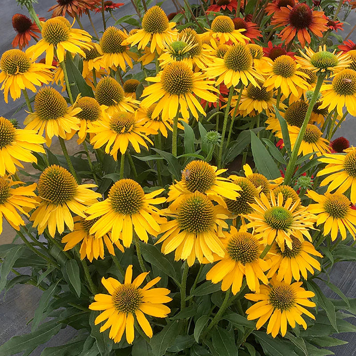Yellow Coneflower flower seeds