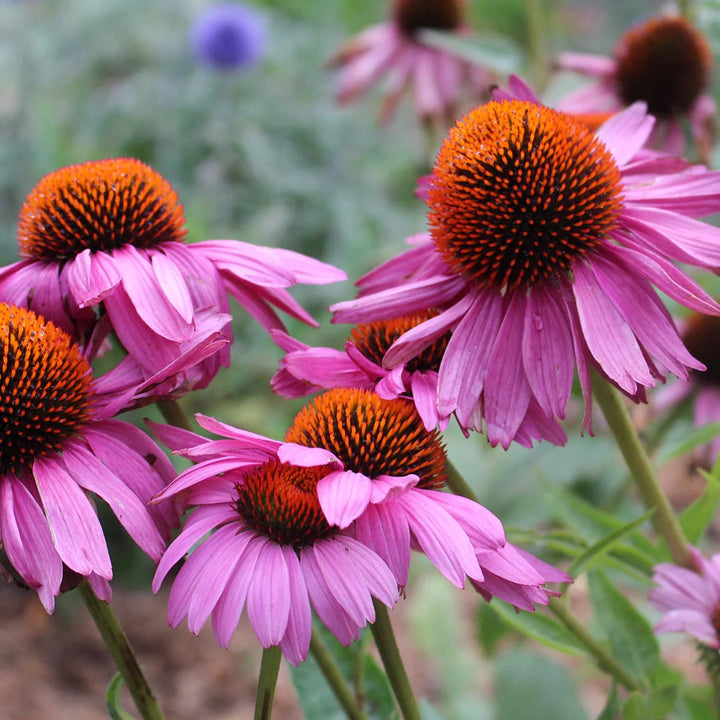 Coneflower flower seeds