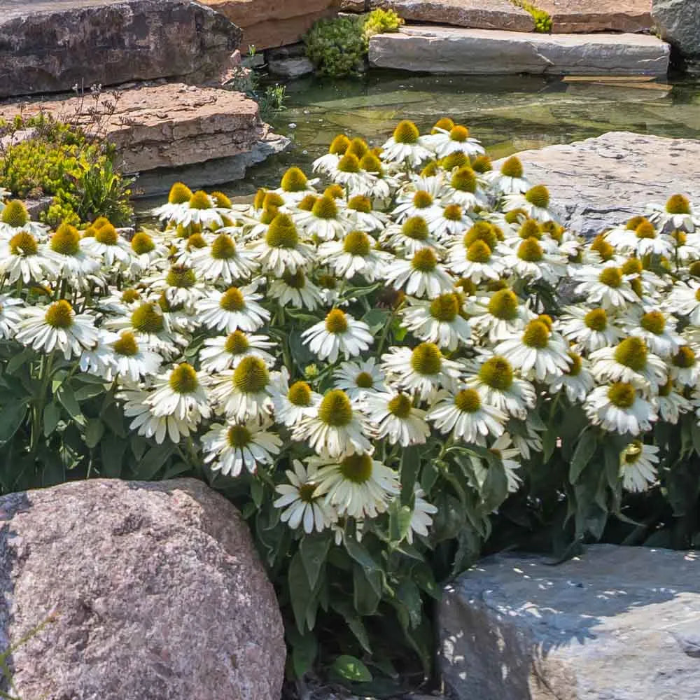 White Echinacea flower seeds
