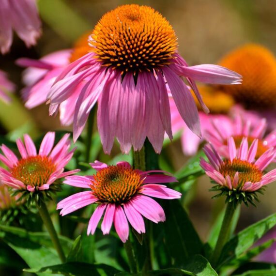 Finest Quality Echinacea plant
