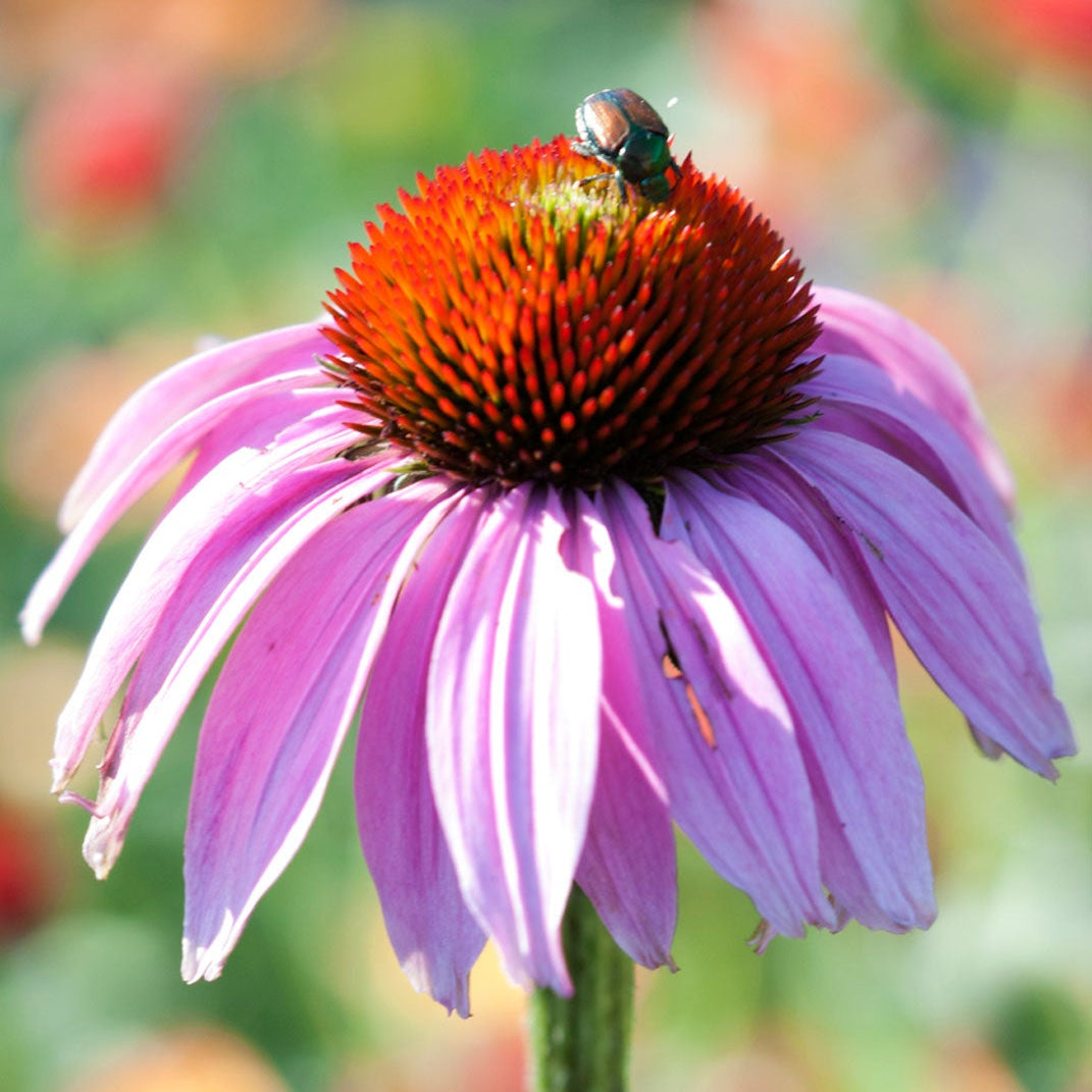 Purple Echinacea Purpurea plant