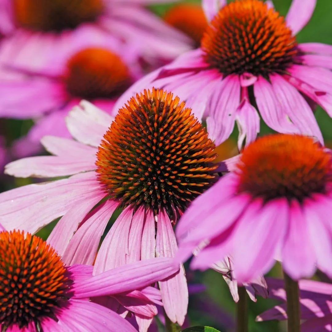 Finest Quality Echinacea plant