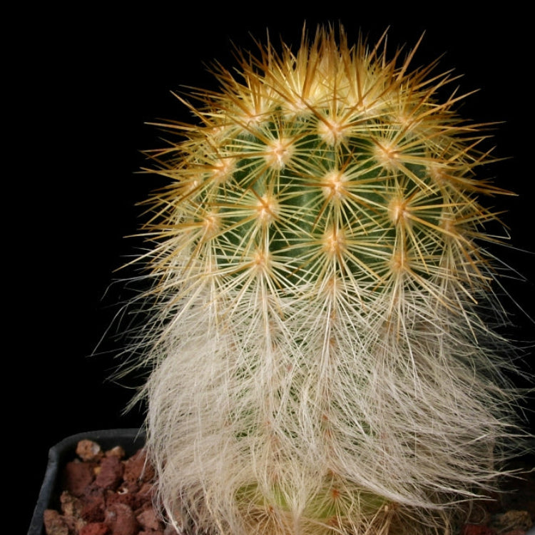 Red Echinocereus flower seeds