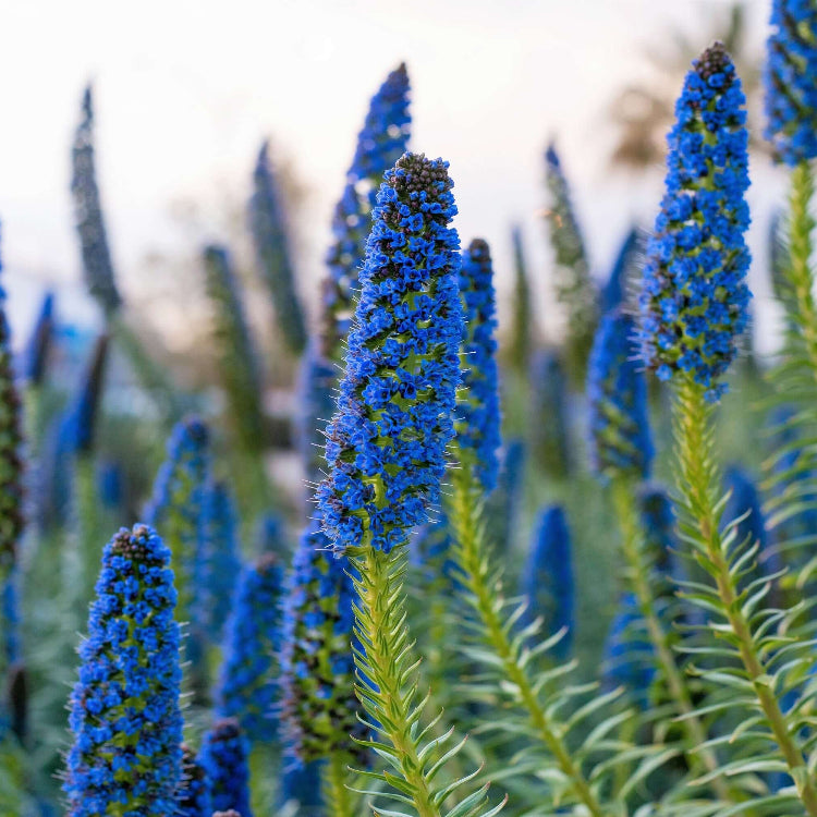 Echium Fastuosum plant