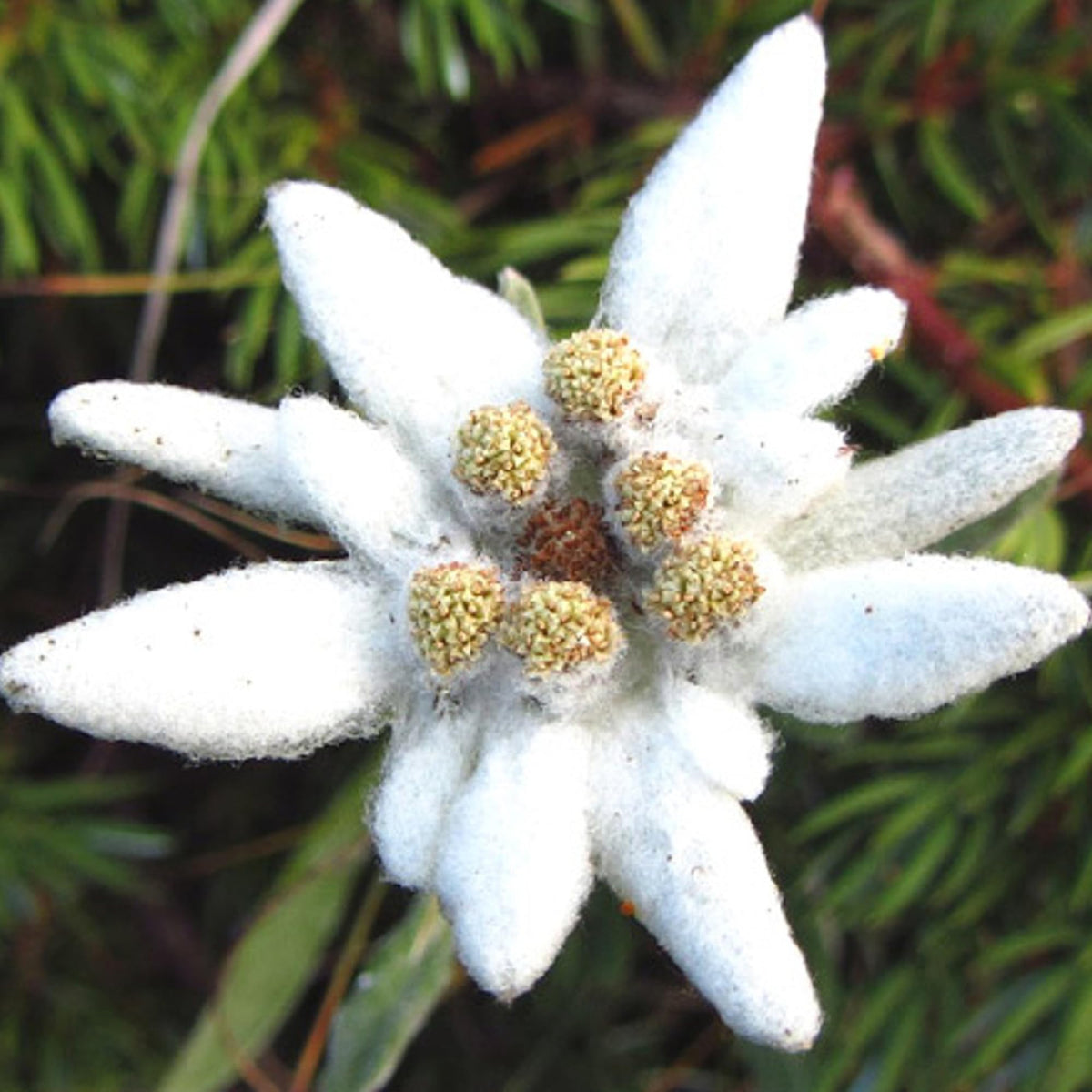 Alpine Star Edelweiss plant