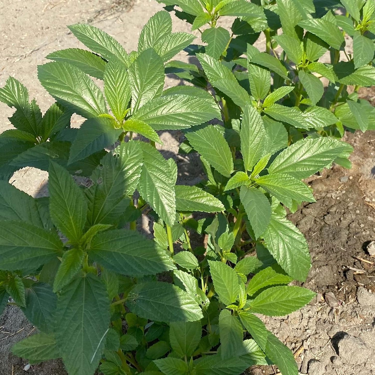 Egyptian spinach plant growing in a sunny vegetable garden