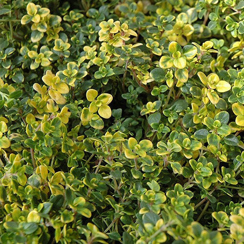 Elfin Thyme plant