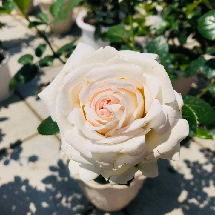 Cream Dragon flower seeds