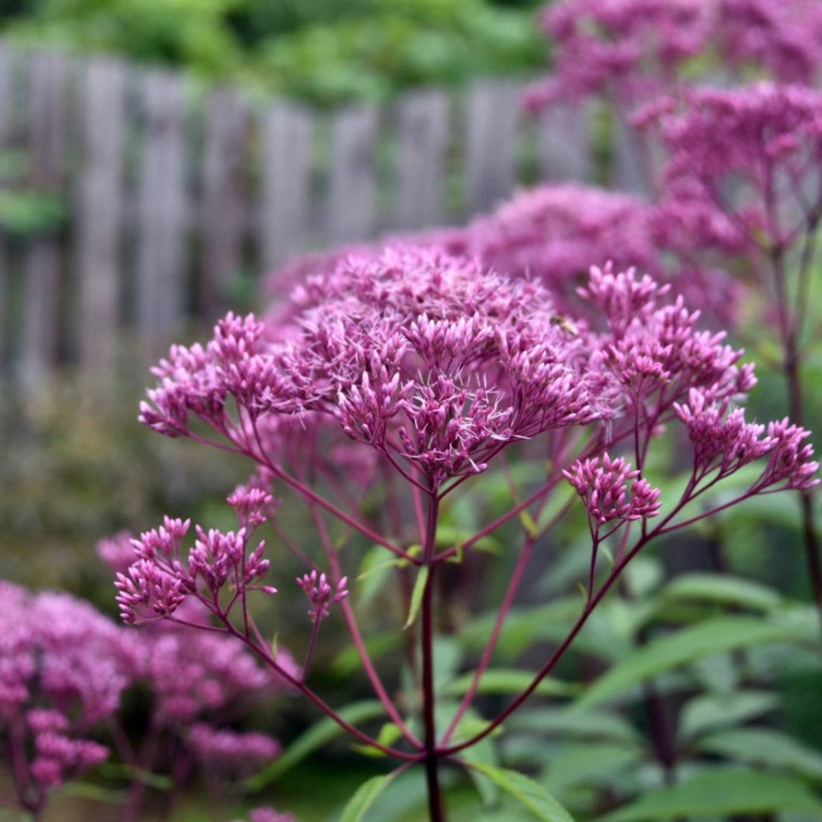 Perennial Joe Pye plant