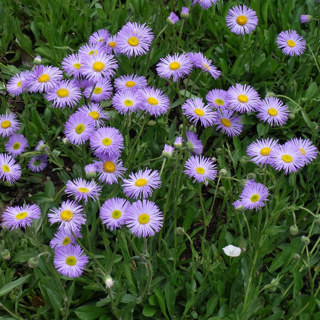 Violet Erigeron flower seeds