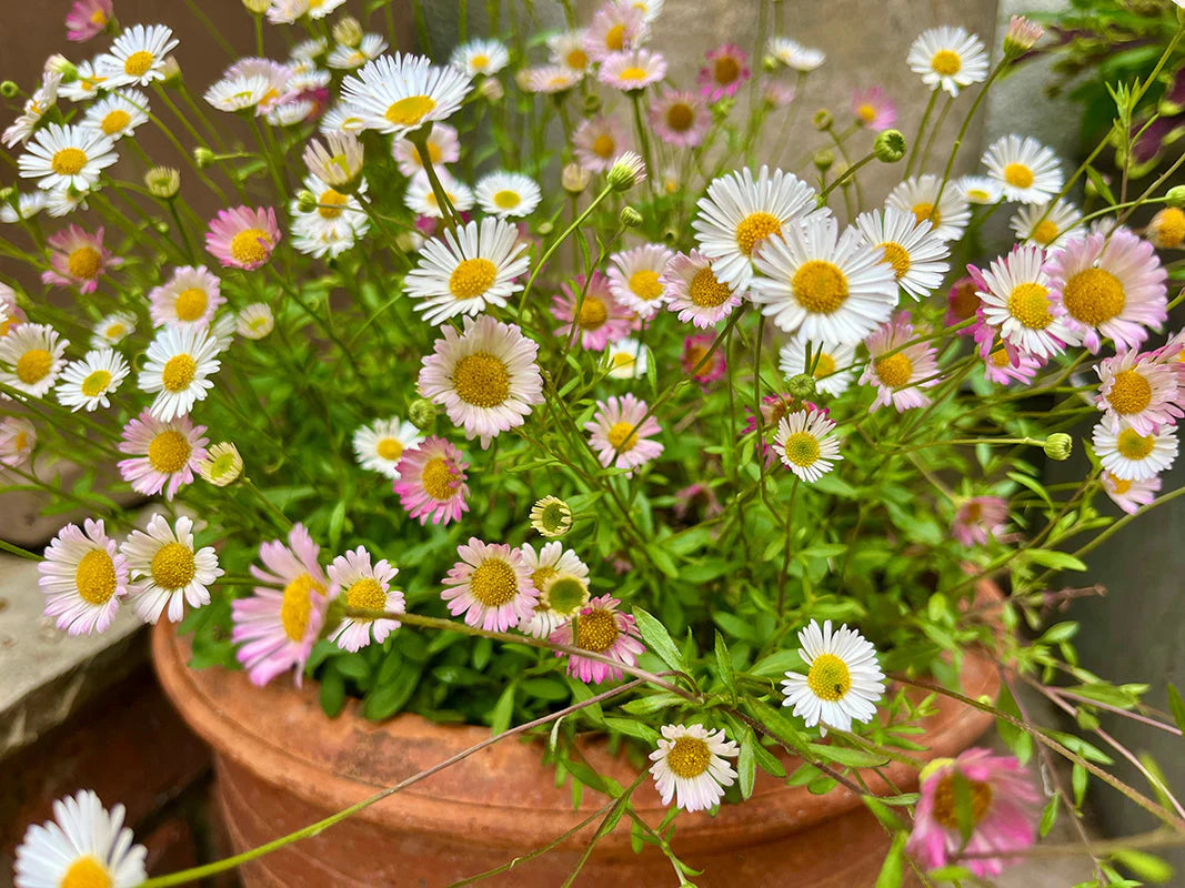 Erigeron Karvinskianus flower seeds