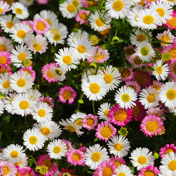 Erigeron flower seeds