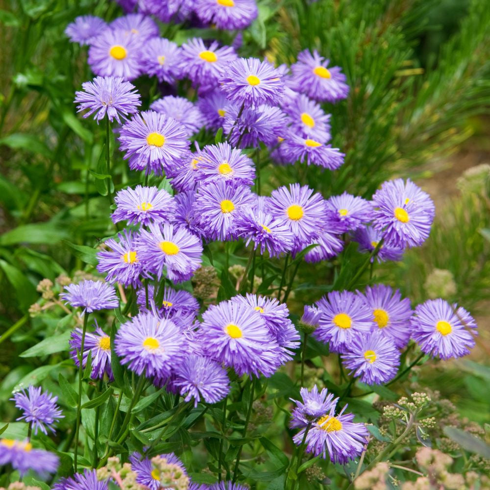 Purple Erigeron flower seeds