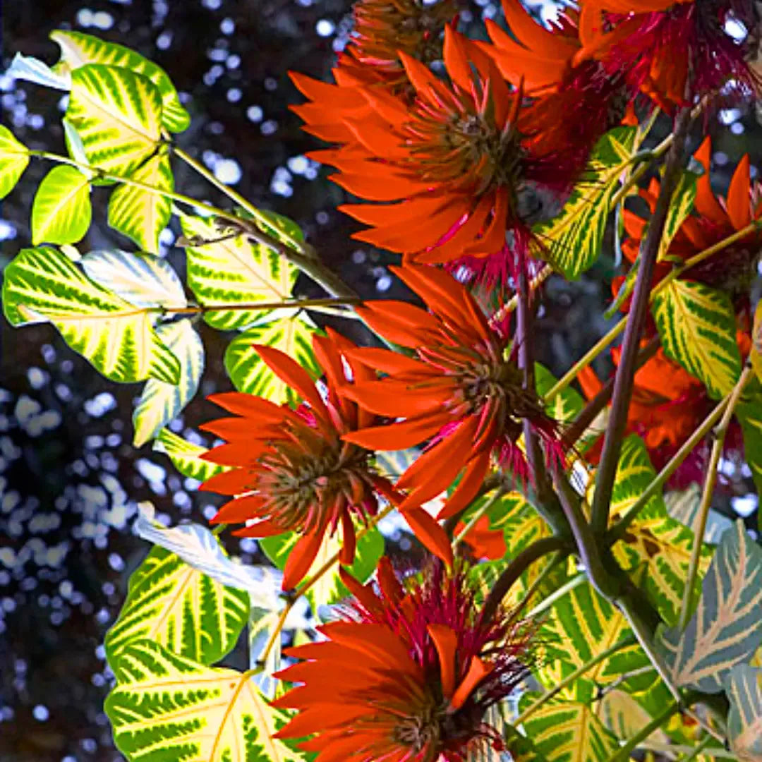 Orange Green flower seeds