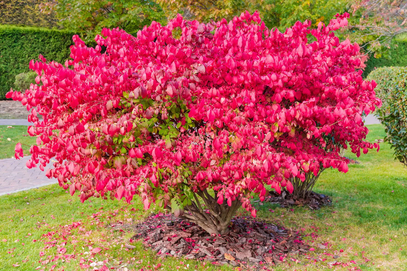 Red Burning Bush Flower Seeds for Planting – Heirloom Non-GMO Garden Seeds