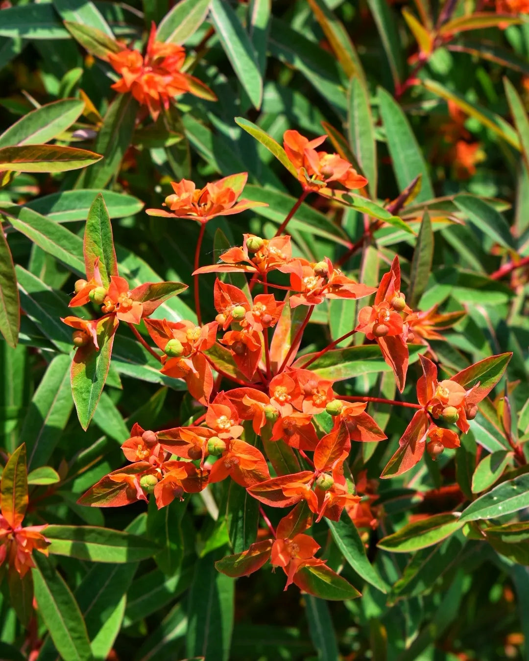 Euphorbia Griffithii flower seeds