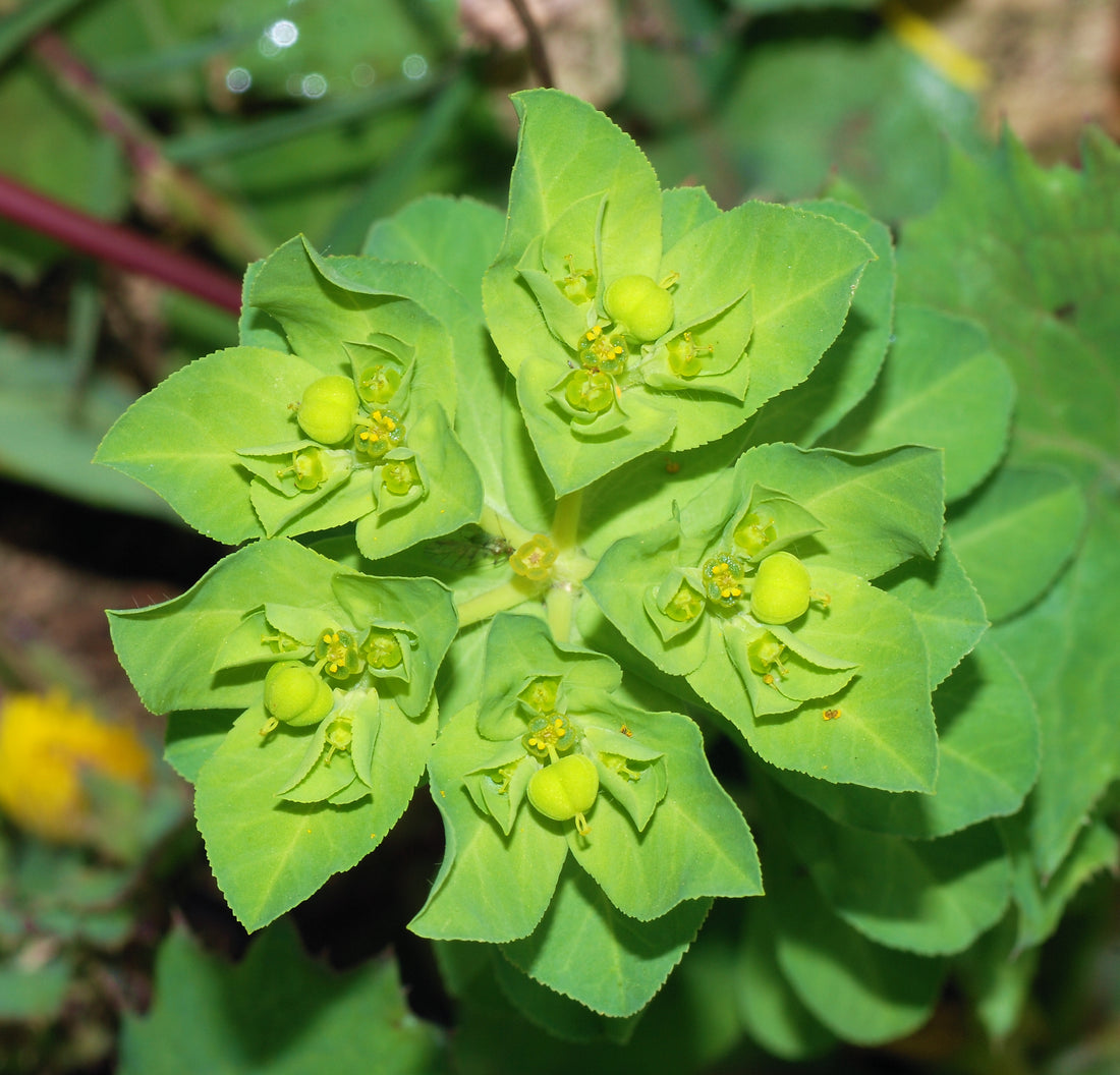 Green Euphorbia flower seeds