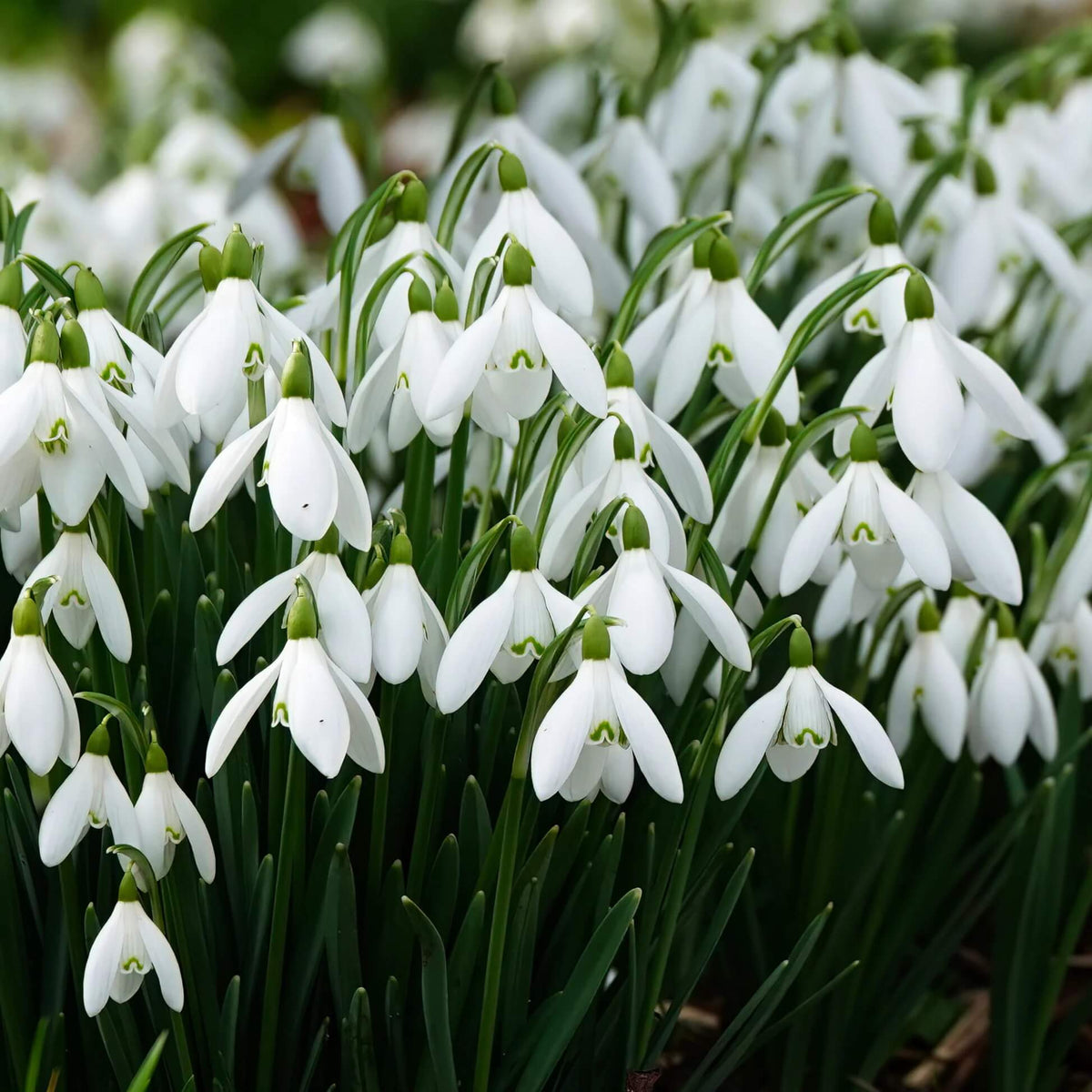European Snowdrop plant