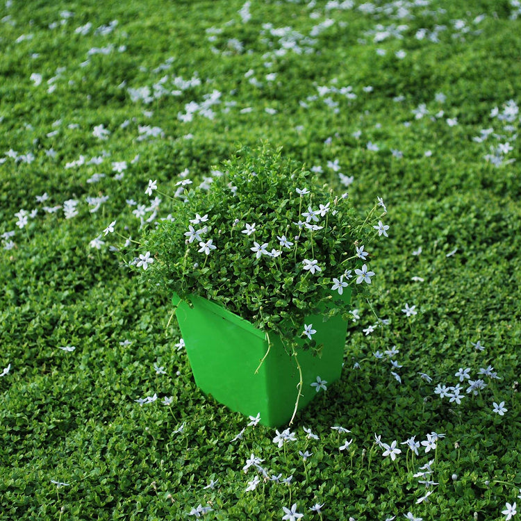 Evergreen Ground Cover plant