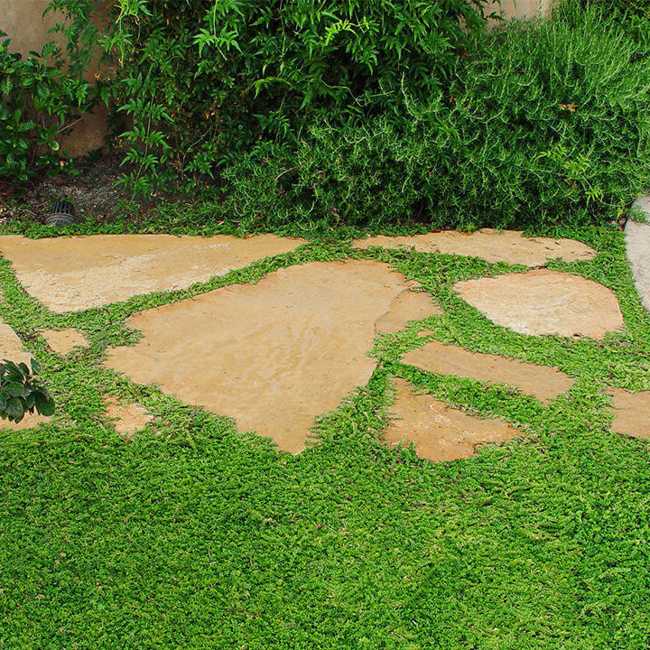 Evergreen Ground Cover plant