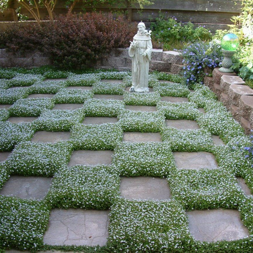 Evergreen Ground Cover plant