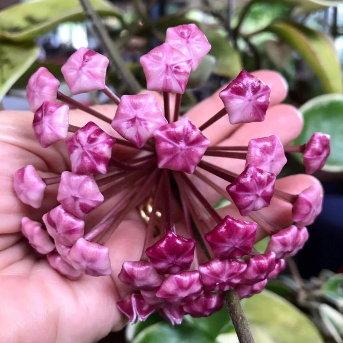 Purple Hoya flower seeds