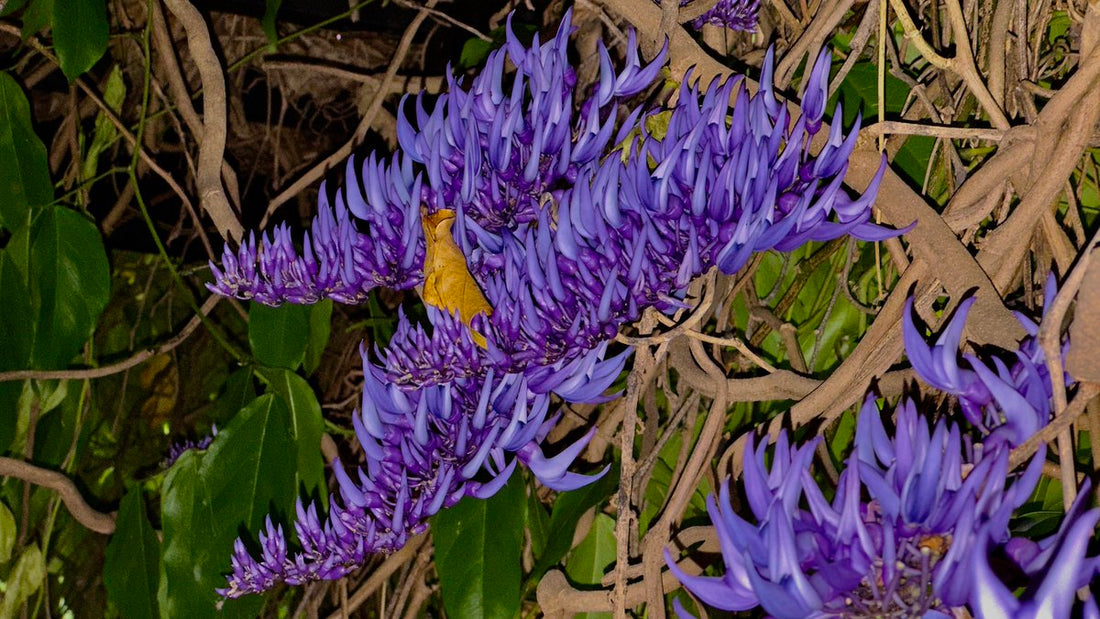Purple Strongylodon flower seeds