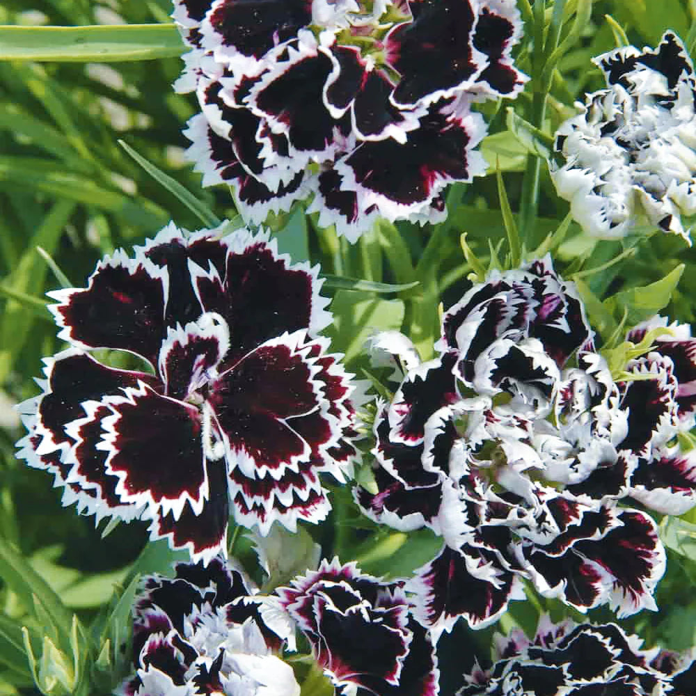 Black White flower seeds