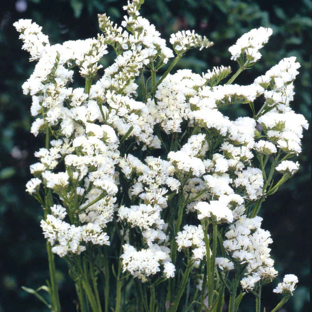 Limonium Sinuatum flower seeds