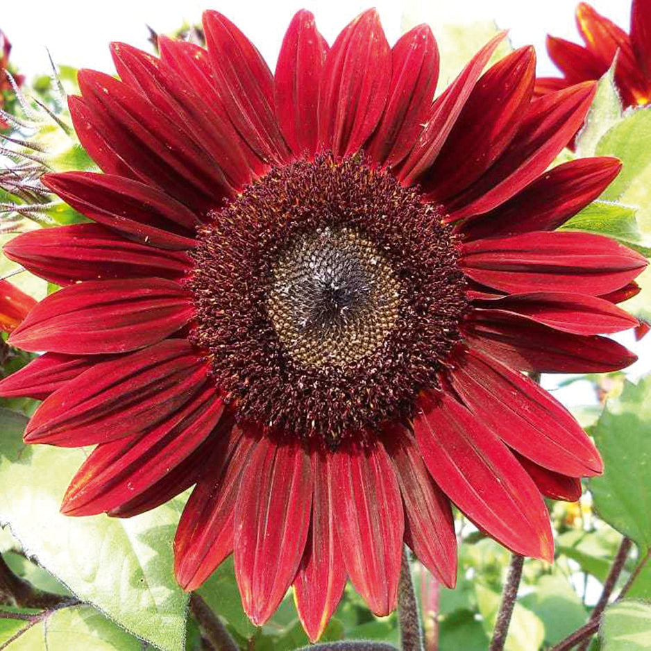 Maroon Sunflower flower seeds