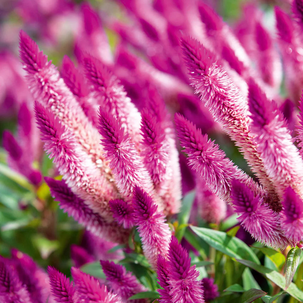 Celosia Spicata flower seeds