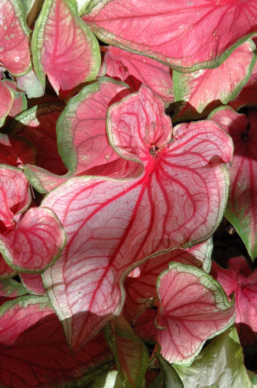 Florida Caladium flower seeds