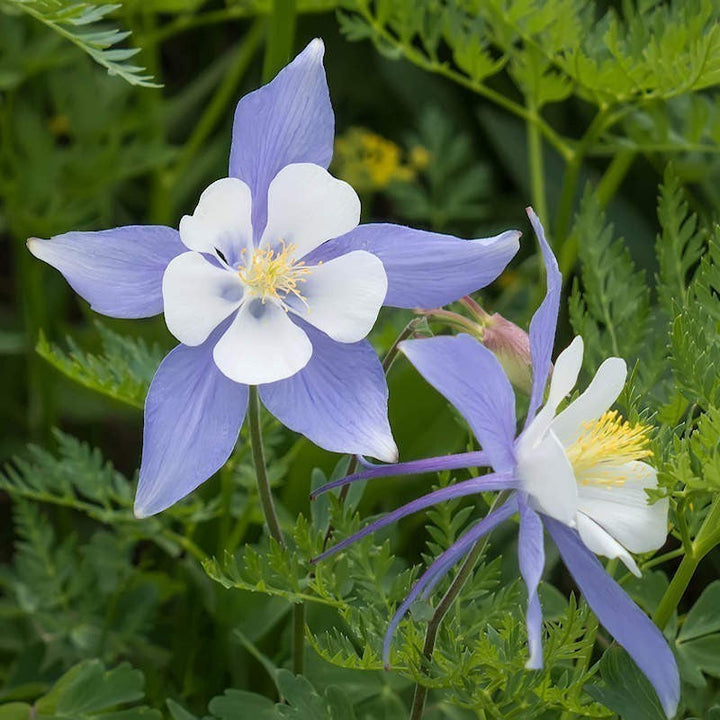 Blue Columbine flower seeds