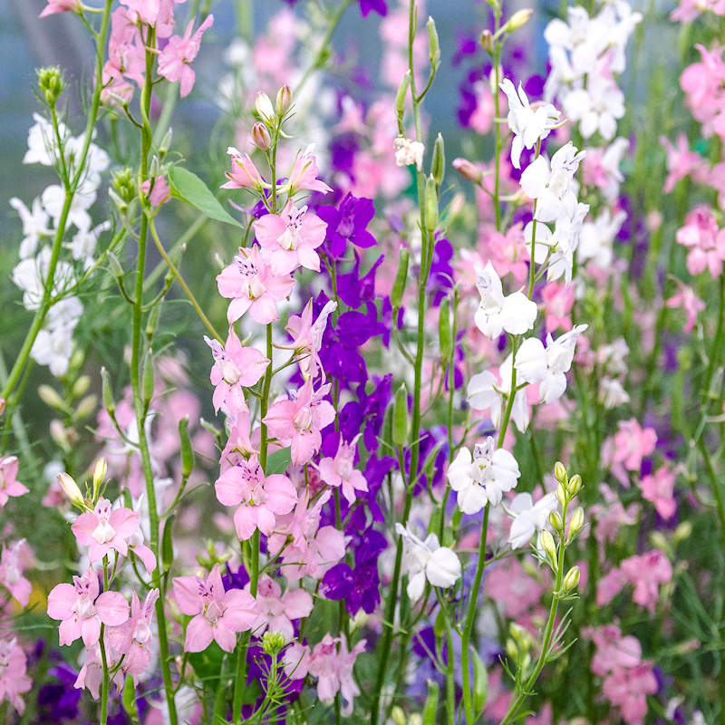 Delphinium Ajacis flower seeds