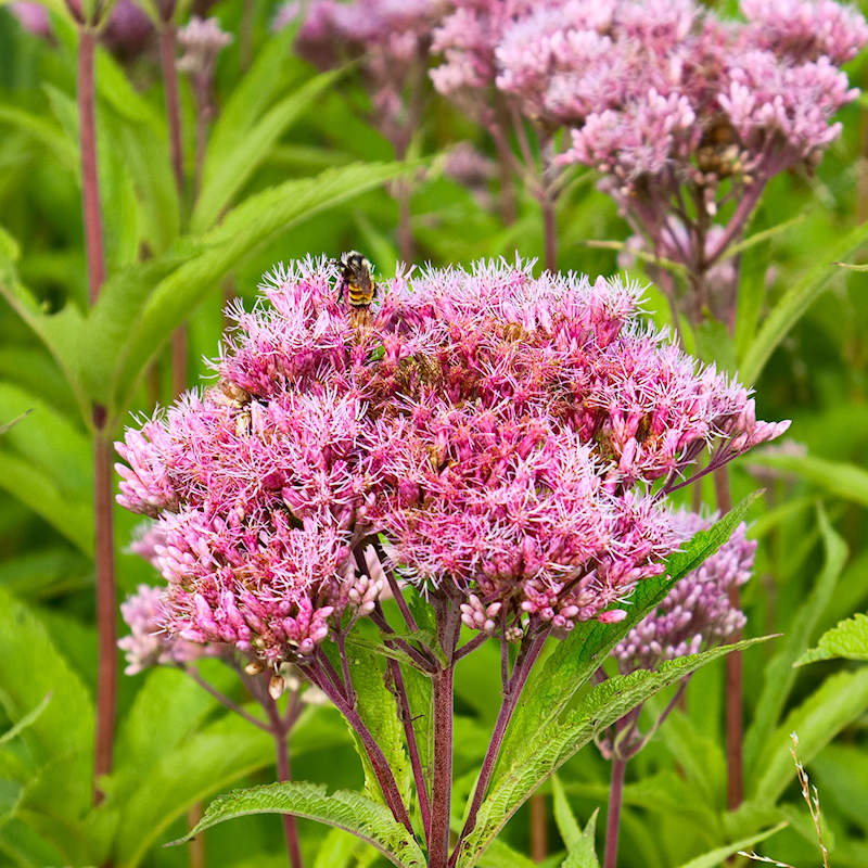 Joe Pye flower seeds