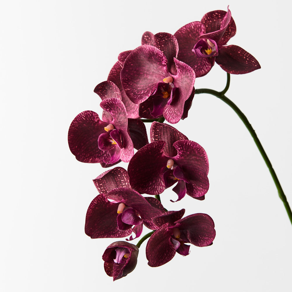 Phalaenopsis Orchid flower seeds