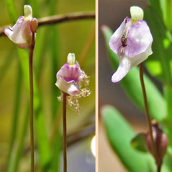 Utricularia Arenaria flower seeds
