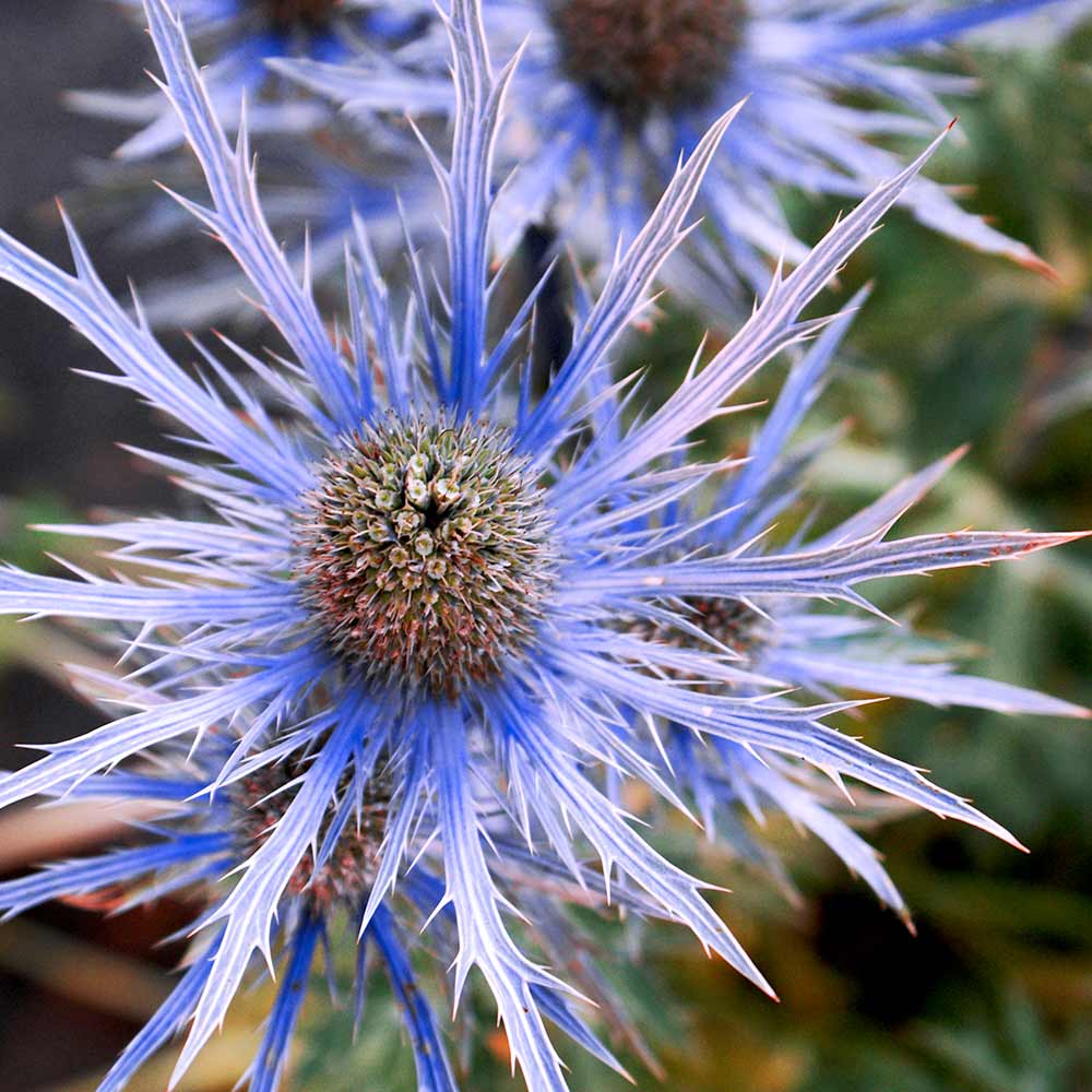 Alpinum flower seeds